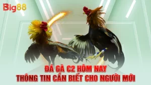 Đá Gà C2 Hôm Nay - Thông Tin Cần Biết Cho Người Mới