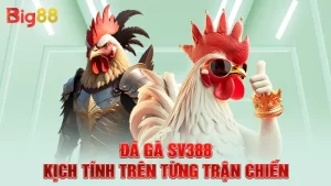 Đá Gà SV388 - Kịch Tính Trên Từng Trận Chiến