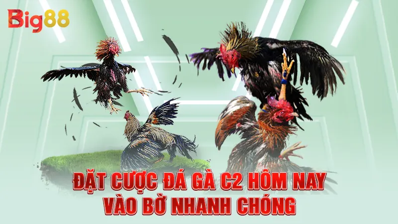 Đặt cược đá gà c2 hôm nay vào bờ nhanh chóng