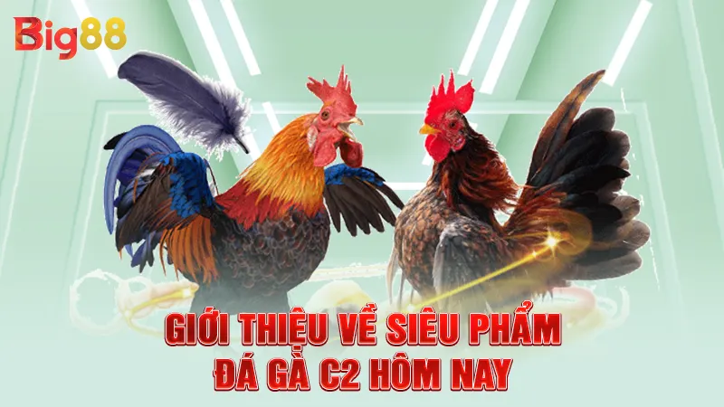 Giới thiệu về siêu phẩm đá gà C2 hôm nay