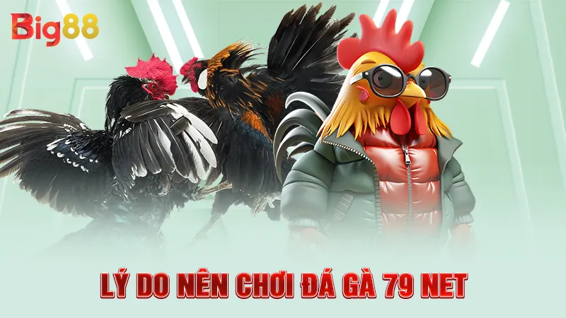 Lý do nên chơi đá gà 79 net