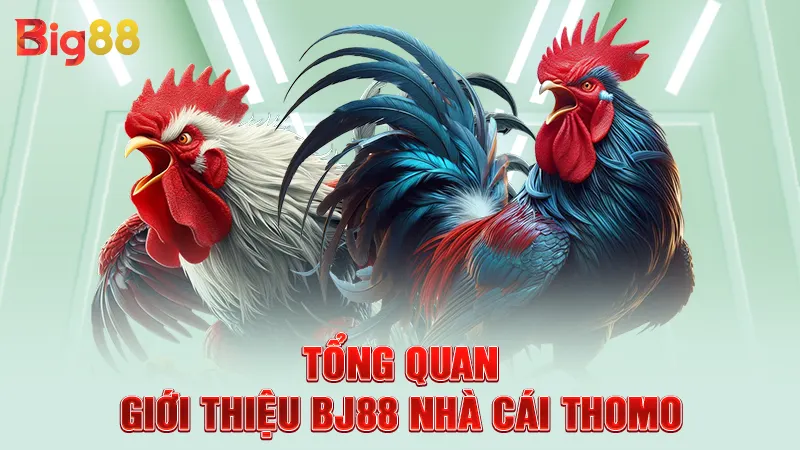 Tổng quan giới thiệu BJ88 nhà cái Thomo