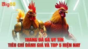 Trang Đá Gà Uy Tín - Tiêu Chí Đánh Giá Và Top 5 Hiện Nay