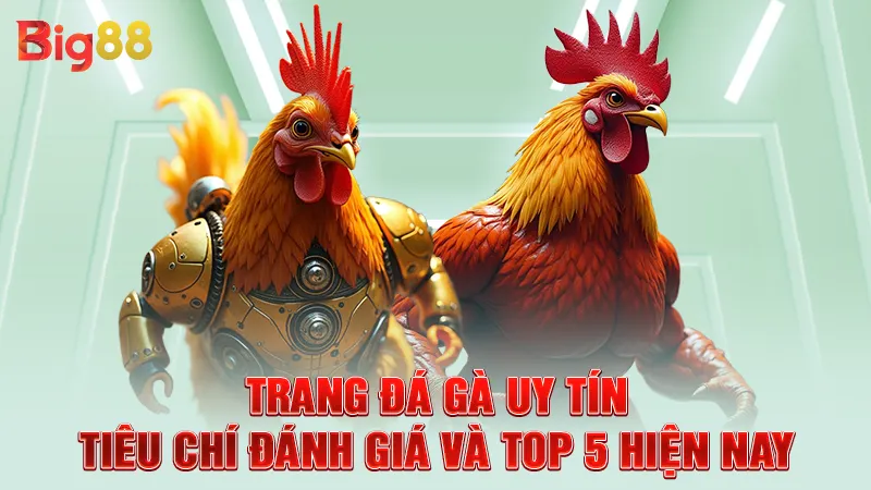Trang Đá Gà Uy Tín - Tiêu Chí Đánh Giá Và Top 5 Hiện Nay 4 Trang Đá Gà Uy Tín - Tiêu Chí Đánh Giá Và Top 5 Hiện Nay